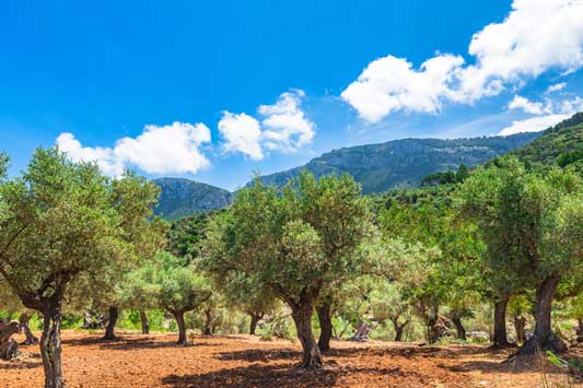 Olivenplantage mit Olivenbäumen